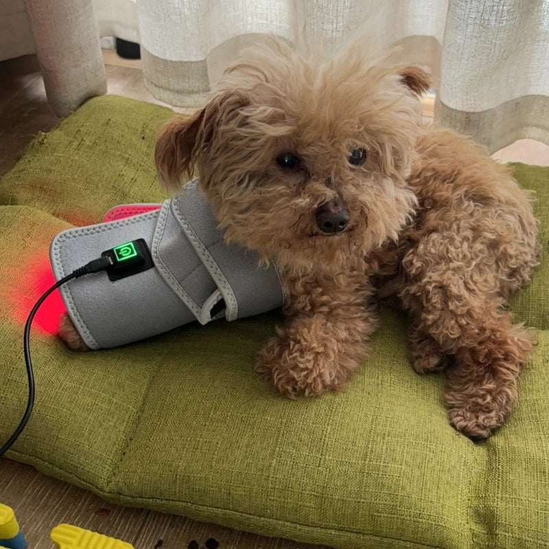Red Light Therapy Pet Patch
