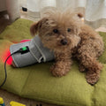 Red Light Therapy Pet Patch